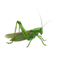 Green Grasshopper on Transparent Background png