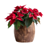Red Flowers in a Wooden Pot on Transparent Background png