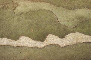 industrial style camouflage pattern on plane tree bark backgroun photo