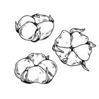 Cotton three flowers from different angles. Line art is a simple hand-drawn illustration in black and white ink. Set of isolated objects EPS clip art. vector
