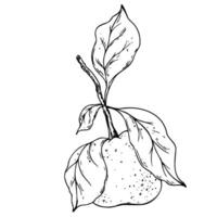 Orange, tangerine with branch and leaves, citrus tropical fruit. Line art is a simple hand-drawn illustration in black and white ink. Isolated EPS object. vector