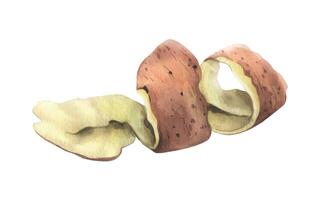 Peeling red potatoes with brown skin in a spiral shape. Watercolor illustration, hand-drawn on the theme of harvest, cooking, food, packaging, vegetable shop design. Element isolated from background vector