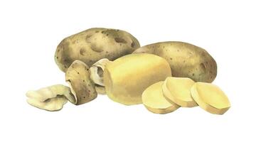 White potatoes in skins, whole, peeled, with a spiral of peelings. Watercolor illustration, hand-drawn on the theme of harvest, cooking, food, vegetable shop. Composition isolated from background vector