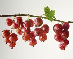 a bunch of red currants hanging from a branch photo