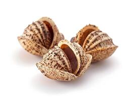 three shells with shells on a white background photo