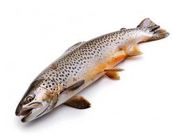 a brown trout is shown on a white background photo