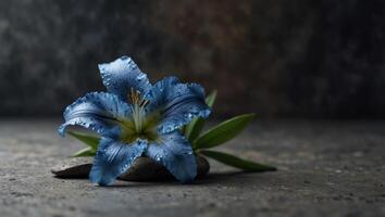 Blue lily flower on stone background with copy space- SPA design background. photo