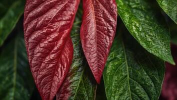 Colorful red pink green macro foliage leaf vein texture background, abstract natural texture colorful banner. photo