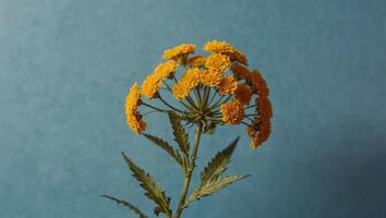Dried yellow flower tansy over pastel blue background with trendy shadow and sunlight Minimal summer template with copy space Flat lay, top view. photo