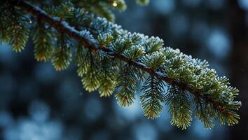 Web-banner with coniferous branch and a nice place for text Blue color Theme of nature, the advent of winter, Christmas holidays. photo