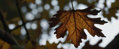 A close-up depiction of an oak leaf, its edges frayed and worn, yet still radiating a warm glow of autumnal hues, symbolizing the resilience of nature and the beauty of decay. photo