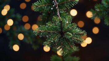 Christmas holiday concept withfir tree branch and magic bokeh Copy space Abstract Background. photo