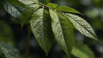Close-up view of green leaf background, representing the concept of green business and ecology for organic greenery and natural product background. photo