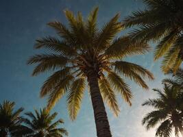 Copy space of tropical palm tree with sun light on sky background. photo
