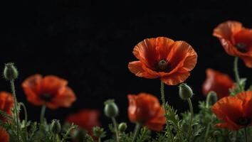Red poppies on black background Remembrance Day, Armistice Day symbol, red flower frame with copy space. photo