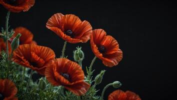 Red poppies on black background Remembrance Day, Armistice Day symbol, red flower frame with copy space. photo