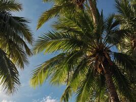 Tropical green palm leaves and branches on blue sky with copy space Sunny day, summer concept Sun over palm trees Travel, holiday background Banner. photo