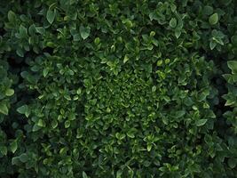 A symmetrical arrangement of vibrant green leaves, perfectly aligned at the edges, creating a frame around the central space. photo