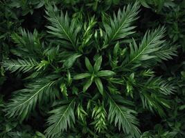 A symmetrical arrangement of vibrant green leaves, perfectly aligned at the edges, creating a frame around the central space. photo