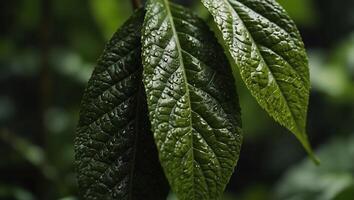 Close-up view of green leaf background, representing the concept of green business and ecology for organic greenery and natural product background. photo