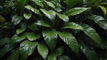 Tropical green leaves arranged creatively with space for text Representing the beauty of spring in nature Top-down view. photo