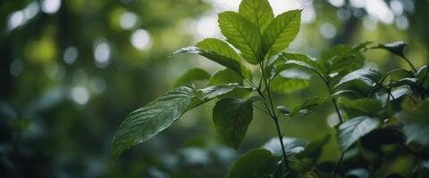 blurred bokeh background with green leaves for text ecology and healthy environment concept. photo