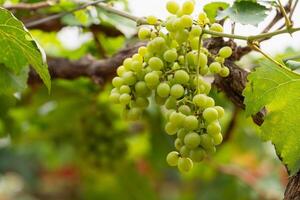 A bunch of grapes hanging from a vine. The grapes are green and are clustered together photo