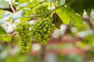 A bunch of grapes hanging from a vine. The grapes are green and are clustered together photo