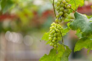 A bunch of grapes hanging from a vine. The grapes are green and are clustered together photo