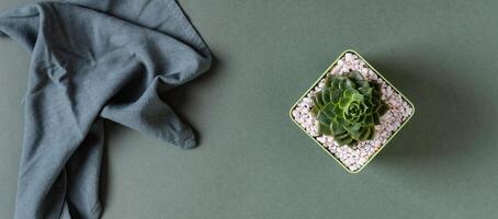 Succulent in a decorative pot and cloth on a green background top view web banner photo