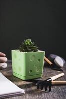 Succulent in a pot and tools for home gardening on the table vertical view photo