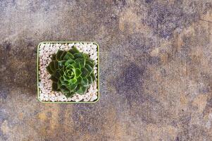 Succulent in a decorative pot on a textured gray background top view photo