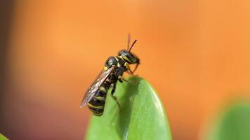 A bug is on a leaf, and it is yellow and black video