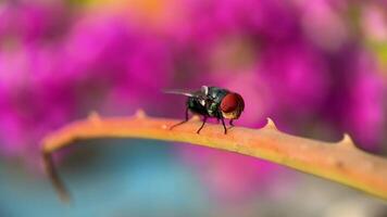 ein klein schwarz und rot fliegen ist thront auf ein Blatt. das Bild hat ein Ruhe und friedlich Stimmung, wie das fliegen ist einfach ruhen auf ein Ast video