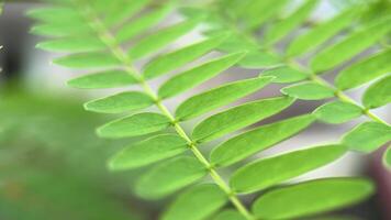 The leaf is green and has a pattern of veins. It is a part of a plant. The image has a natural and calming mood video