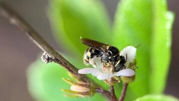A bug is on a leaf, and it is yellow and black video