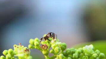 A bug is on a leaf, and it is yellow and black video