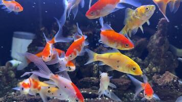 uma grupo do peixe dentro uma tanque, alguns do que estão laranja e branco. a peixe estão natação por aí e interagindo com cada de outros video