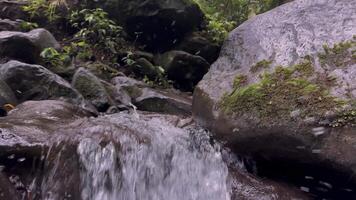 uma corrente do água fluxos através uma floresta. a água é Claro e a árvores estão exuberante e verde. a cena é pacífico e sereno video