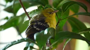 yellow wagtail on a branch, yellow bird sitting on a tree branch, Close up, female yellow warbler bird perched on a tree branch, yellow wagtail on a twig, little bird in wild video