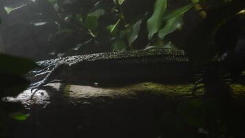 Varanus macraei lizard walking by a trunk in a wetland - Varanus macraei video