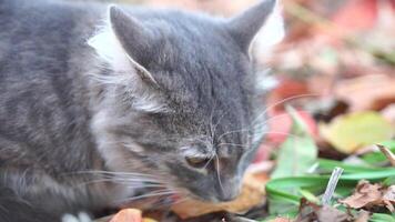 A cat is sniffing a leaf on the ground. The cat appears to be curious and interested in the leaf. video