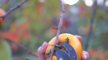 A woman uses pruning shears to remove a persimmon from a tree. Harvesting, The fruit is surrounded by green leaves and the person seems to be enjoying the moment video