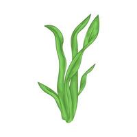 Illustration of seaweed vector