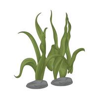 Illustration of seaweed vector