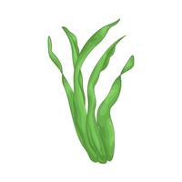 Illustration of seaweed vector