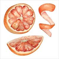 Pink ripe grapefruit watercolor illustration isolated on white. Set of slice and half grapefruit hand drawn. Orange citrus fruit botanical style drawing. Grapefruit peel. Design element for packaging. vector