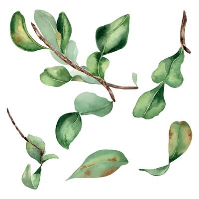 Set of leaves bergamot tree watercolor illustration isolated on white. Branch of Citrus fruit tree hand drawn. Botanical art various leaves of bergamot tree. Fruit tree leaf painted . Green plants.