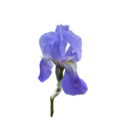 Iris bright violet flower with leaves close-up, cutout with clipping path object, floral element of design, decor png