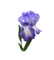 Iris bright violet flower with leaves close-up, cutout with clipping path object, floral element of design, decor png